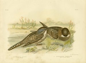 Gefleckter Nachtschwalbe, 1891